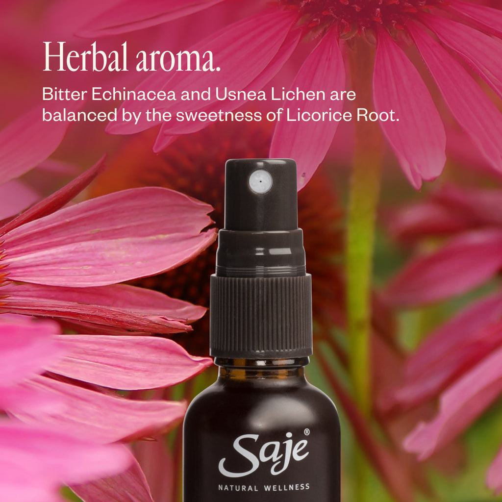 Echinacea 42