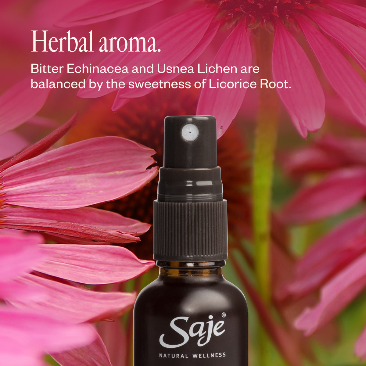Echinacea 42