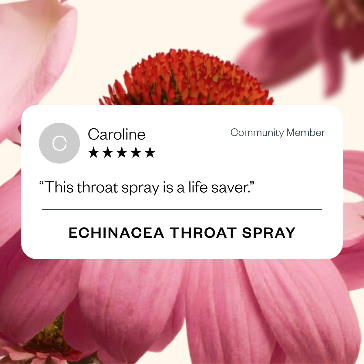 Echinacea 42