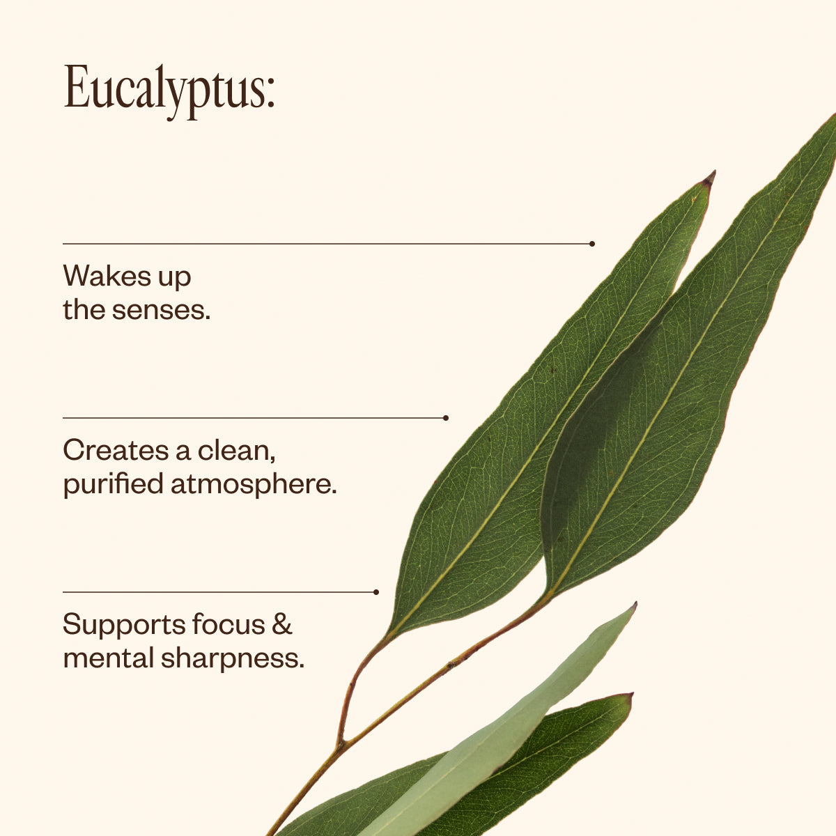 Eucalyptus Oil 90