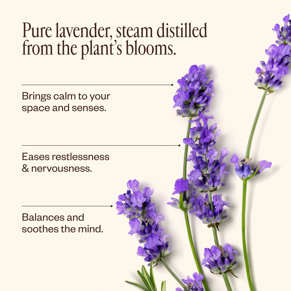 Lavender Oil 49
